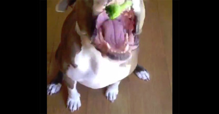 狗狗吃花椰菜